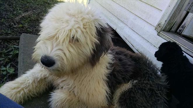 sheepadoodle arizona sheepadoodle arizona